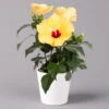 Hibiskus, Gelb, Mit Keramiktopf Dallas Weiß, Topf-Ø 13 Cm, Höhe Ca. 35 Cm -Die grüne Ecke 0213100223 Hibiscus gelb mit Topf Dallas weiss 1 1