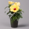 Hibiskus, Gelb, Mit Keramiktopf Dallas Anthrazit, Topf-Ø 13 Cm, Höhe 35 Cm -Die grüne Ecke 0213100224 Hibiscus gelb mit Topf Dallas anthrazit 1