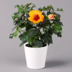 Hibiskus, Graff® 'Petit Orange', Mit Keramiktopf Weiß, Topf-Ø 13 Cm, 2er-Set -Die grüne Ecke 0213100227 Hibiscus Petit Orange mit Topf Dallas weiss 1 1