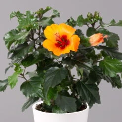 Neue Veröffentlichungen -Die grüne Ecke 0213100227 Hibiscus Petit Orange mit Topf Dallas weiss 2
