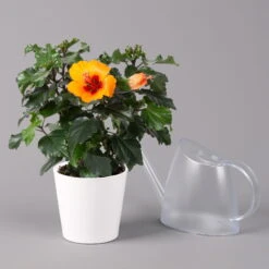 Hibiskus, Graff® 'Petit Orange', Mit Keramiktopf Weiß, Topf-Ø 13 Cm, 2er-Set -Die grüne Ecke 0213100227 Hibiscus Petit Orange mit Topf Dallas weiss 3 1