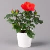 Hibiskus, Rot, Mit Keramiktopf Dallas Weiß, Topf-Ø 13 Cm, Höhe Ca. 35 Cm -Die grüne Ecke 0213100229 Hibiscus rot Topf Dallas weiss 1