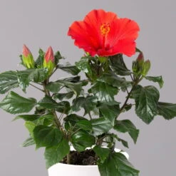 Hibiskus, Rot, Mit Keramiktopf Dallas Weiß, Topf-Ø 13 Cm, Höhe Ca. 35 Cm -Die grüne Ecke 0213100229 Hibiscus rot Topf Dallas weiss 2