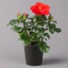 Hibiskus, Rot, Mit Keramiktopf Dallas Anthrazit, Topf-Ø 13 Cm, Höhe 35 Cm -Die grüne Ecke 0213100230 Hibiscus rot Topf Dallas anthrazit 1 1