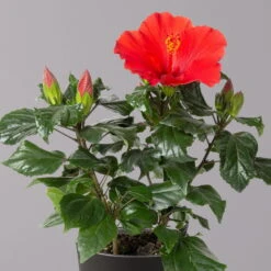 Hibiskus, Rot, Mit Keramiktopf Dallas Anthrazit, Topf-Ø 13 Cm, Höhe 35 Cm -Die grüne Ecke 0213100230 Hibiscus rot Topf Dallas anthrazit 2 1
