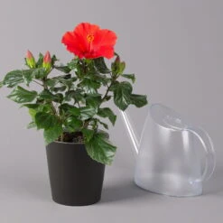 Hibiskus, Rot, In Keramiktopf Dallas Anthrazit, Topf-Ø 13 Cm, 2er-Set -Die grüne Ecke 0213100230 Hibiscus rot Topf Dallas anthrazit 3