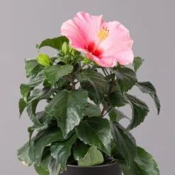 Hibiskus, Rosa, In Keramiktopf Dallas Anthrazit, Topf-Ø 13 Cm, 2er-Set -Die grüne Ecke 0213100232 Hibiscus rosa mit Topf Dallas anthrazit 2