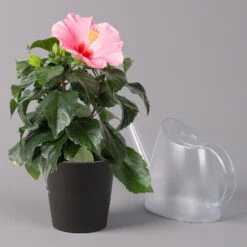 Hibiskus, Rosa, In Keramiktopf Dallas Anthrazit, Topf-Ø 13 Cm, 2er-Set -Die grüne Ecke 0213100232 Hibiscus rosa mit Topf Dallas anthrazit 3