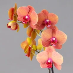 Schmetterlingsorchidee, Orange, 2 Rispen, Topf-Ø 12 Cm, Höhe Ca. 60 Cm -Die grüne Ecke 0215152348 Phalaenopsis Midi Orange 2R 12cmT H60cm 1 124056