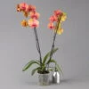 Schmetterlingsorchidee, Orange, 2 Rispen, Topf-Ø 12 Cm, Höhe Ca. 60 Cm -Die grüne Ecke 0215152348 Phalaenopsis Midi Orange 2R 12cmT H60cm 2 124055