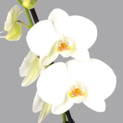 Schmetterlingsorchidee Weiß, 2 Rispen, Topf-Ø 12 Cm, Höhe Ca. 60 Cm -Die grüne Ecke 0215152551 phalaenopsis midi weiss 2 122725