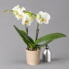 Schmetterlingsorchidee 'Spirit' Weiß, 2 Rispen, Topf-Ø 12 Cm, Höhe Ca. 45 Cm -Die grüne Ecke 0215152573 phalaenopsis spirit white 1 122933