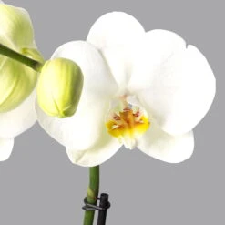 Schmetterlingsorchidee 'Spirit' Weiß, 2 Rispen, Topf-Ø 12 Cm, Höhe Ca. 45 Cm -Die grüne Ecke 0215152573 phalaenopsis spirit white 2 122726