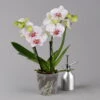 Phalaenopsis 'Spirit' Weiß Gesprenkelt, 2 Rispen, Topf-Ø 12 Cm, Höhe Ca. 50 Cm -Die grüne Ecke 0215152574 phalaenopsis spirit white special 1 122934