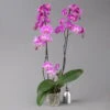 Schmetterlingsorchidee, Dunkelrosa, 2 Rispen, Topf-Ø 12 Cm, Höhe Ca. 65 Cm -Die grüne Ecke 0215152627 Phalaenopsis Midi Dark Pink 2R 12cmT H65cm2 124057
