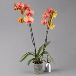 Schmetterlingsorchidee, Inkl. Keramiktopf, Orange, Topf-Ø 12cm, Höhe Ca. 60 Cm -Die grüne Ecke 0215152689 midi orange merina 2 124000