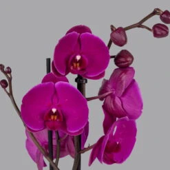 Schmetterlingsorchidee, Inkl. Keramiktopf, Lila, Topf-Ø 12 Cm, Höhe Ca. 65cm -Die grüne Ecke 0215152691 phalaenopsis midi lila 2 122711
