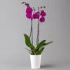 Schmetterlingsorchidee, Inkl. Keramiktopf, Lila, Topf-Ø 12 Cm, Höhe Ca. 65cm -Die grüne Ecke 0215152691 phalaenopsis midi lila 122710