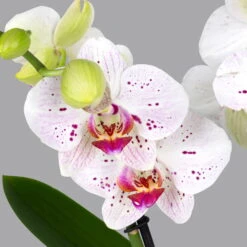 Schmetterlingsorchidee 'Spirit', Inkl. Keramiktopf, Gesprenkelt, Topf-Ø 12 Cm -Die grüne Ecke 0215152696 phalaenopsis spirit white special 2 122720