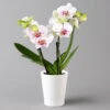 Schmetterlingsorchidee 'Spirit', Inkl. Keramiktopf, Gesprenkelt, Topf-Ø 12 Cm -Die grüne Ecke 0215152696 phalaenopsis spirit white special 122719