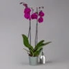 Phalaenopsis Lila, 2 Rispen, Topf-Ø 12 Cm, Höhe Ca. 60 Cm -Die grüne Ecke 0215152702 0215152612 phalaenopsis midi lila 1 122936