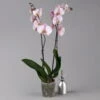 Phalaenopsis Hellrosa, 2 Rispen, Topf-Ø 12 Cm, Höhe Ca. 65 Cm -Die grüne Ecke 0215152704 0215152626 phalaenopsis midi light pink 3 122937