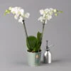Schmetterlingsorchidee Weiß, 2 Rispen, Topf-Ø 12 Cm, Höhe Ca. 50 Cm -Die grüne Ecke 0215170148 phalaenopsis multi weiss 1 122938