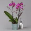Phalaenopsis Lila, 2 Rispen, Topf-Ø 12 Cm, Höhe Ca. 50 Cm -Die grüne Ecke 0215170671 phalaenopsis multi lila 1 122940