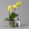 Schmetterlingsorchidee Gelb, 2 Rispen, Topf-Ø 12 Cm, Höhe Ca. 50 Cm -Die grüne Ecke 0215170738 phalaenopsis multi gelb 1 122946