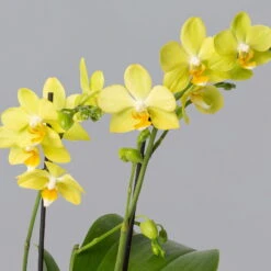 Schmetterlingsorchidee Gelb, 2 Rispen, Topf-Ø 12 Cm, Höhe Ca. 50 Cm -Die grüne Ecke 0215170738 phalaenopsis multi gelb 2 1 122947