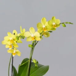 Schmetterlingsorchidee Gelb, 2 Rispen, Topf-Ø 12 Cm, Höhe Ca. 50 Cm -Die grüne Ecke 0215170738 phalaenopsis multi gelb 2 122948