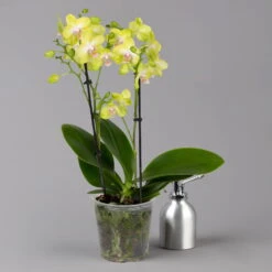 Schmetterlingsorchidee Gelb, 2 Rispen, Topf-Ø 12 Cm, Höhe Ca. 50 Cm -Die grüne Ecke 0215170738 phalaenopsis multi gelb 3 122949