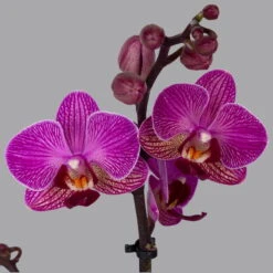 Neue Veröffentlichungen -Die grüne Ecke 0215170800 phalaenopsis multi lila 2 122701