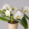 Schmetterlingsorchidee 'Muse', Weiß, Topf-Ø 12 Cm, Höhe Ca. 40 Cm -Die grüne Ecke 0215250295 Phalaenopsis Muse weiss 11 117746