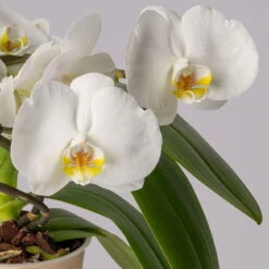 Schmetterlingsorchidee 'Muse', Weiß, Topf-Ø 12 Cm, Höhe Ca. 40 Cm -Die grüne Ecke 0215250295 Phalaenopsis Muse weiss 13 117747