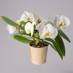 Schmetterlingsorchidee 'Muse', Weiß, Topf-Ø 12 Cm, Höhe Ca. 40 Cm -Die grüne Ecke 0215250295 Phalaenopsis Muse weiss 1 117745