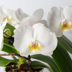 Schmetterlingsorchidee 'Muse', Weiß, Topf-Ø 12 Cm, Höhe Ca. 40 Cm -Die grüne Ecke 0215250295 Phalaenopsis Muse weiss 2 117628