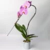 Schmetterlingsorchidee 'Swan', Rosa, Topf-Ø 12 Cm, Höhe Ca. 65 Cm -Die grüne Ecke 0215250486 Phalaenopsis Swan rosa T12 1 117176