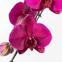 Schmetterlingsorchidee 'Swan', Lila, Topf-Ø 12 Cm, Höhe Ca. 65 Cm -Die grüne Ecke 0215250504 Phalaenopsis Swan lila T12 2 117179