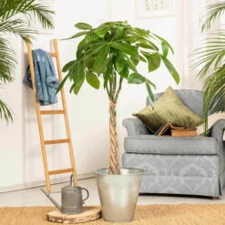 Glückskastanie, Topf-Ø 21 Cm, Höhe Ca. 100 Cm -Die grüne Ecke 022010 glueckskastanie pachira aquatica2