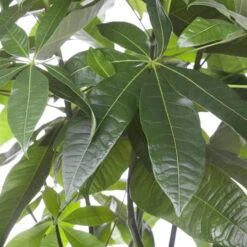 Glückskastanie, Topf-Ø 21 Cm, Höhe Ca. 100 Cm -Die grüne Ecke 022010 glueckskastanie pachira aquatica