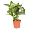 Dieffenbachie 'Maroba', Topf-Ø 21 Cm, Höhe Ca. 85 Cm -Die grüne Ecke 0220106248 Dieffenbachia Maroba K B 21cm T H 85cm
