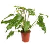 Philodendron Xanadu, Topf-Ø 17 Cm, Höhe Ca. 55 Cm -Die grüne Ecke 0220106722 Philodendron Xanadu 17cm T H55cm