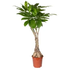 Glückskastanie, Topf-Ø 21 Cm, Höhe Ca. 100 Cm -Die grüne Ecke 0220106860 Pachira aquatica gefl Stamm 2