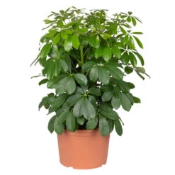 Neue Veröffentlichungen -Die grüne Ecke 0220106951 Schefflera arbor Nora 3er Tuff 21cm T H 55cm