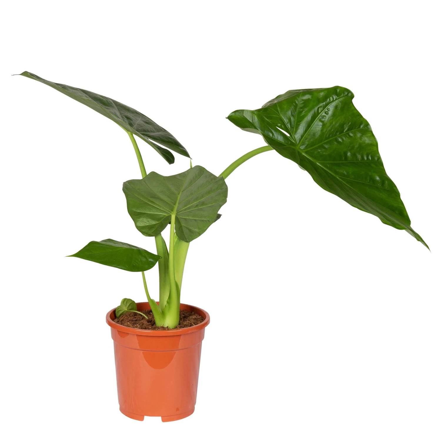 Alocasia 'Macrorrhiza', Topf-Ø 17 Cm, Höhe Ca. 50 Cm 3 Alocasia 'Macrorrhiza', Topf-Ø 17 Cm, Höhe Ca. 50 Cm