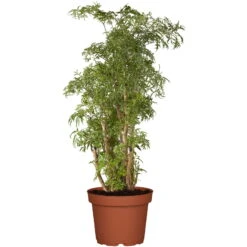 Polyscias 'Ming', Topf-Ø 24 Cm, Höhe Ca. 70-80 Cm