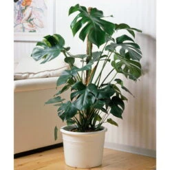 Monstera Deliciosa, Topf-Ø 22 Cm, Höhe Ca. 100 Cm -Die grüne Ecke 0220107421 Monstera deliciosa moosstab 1