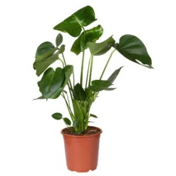 Monstera Deliciosa, Topf-Ø 21 Cm, Höhe Ca. 50-70 Cm -Die grüne Ecke 0220107660 Monstera Busch 2