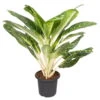 Aglaonema 'Key Lime', Topf-Ø 22 Cm, Höhe Ca. 70 Cm -Die grüne Ecke 0220107683 Aglaonema keylime 22cm T H 70cm